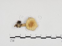 登錄號:F0024311藏品圖，第1張