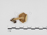 登錄號:F0024311藏品圖，第3張