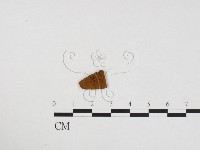 登錄號:F0024313藏品圖，第1張