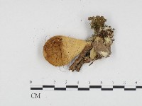 登錄號:F0024315藏品圖，第3張