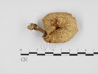登錄號:F0024317藏品圖，第1張