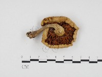 登錄號:F0024317藏品圖，第3張