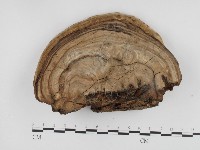 登錄號:F0024318藏品圖，第1張