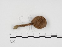 登錄號:F0024319藏品圖，第1張