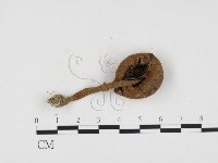 登錄號:F0024319藏品圖，第3張