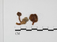 登錄號:F0024320藏品圖，第1張