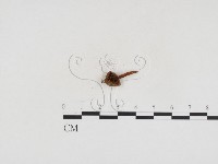 登錄號:F0024320藏品圖，第3張