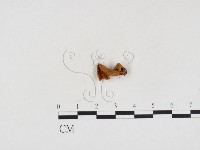 登錄號:F0024321藏品圖，第3張