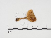 登錄號:F0024322藏品圖，第3張
