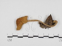 登錄號:F0024323藏品圖，第3張