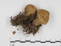 登錄號:F0024325藏品圖，第1張
