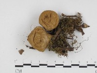 登錄號:F0024325藏品圖，第3張