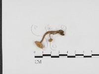 登錄號:F0024326藏品圖，第1張