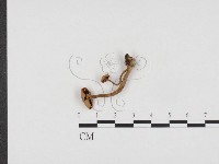 登錄號:F0024326藏品圖，第3張