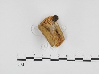 登錄號:F0024328藏品圖，第3張