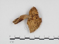 登錄號:F0024329藏品圖，第1張