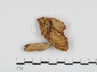 登錄號:F0024329藏品圖，第3張