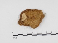 登錄號:F0024330藏品圖，第1張