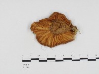 登錄號:F0024330藏品圖，第3張