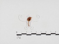 登錄號:F0024331藏品圖，第1張