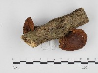 登錄號:F0024332藏品圖，第1張