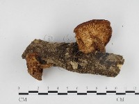 登錄號:F0024332藏品圖，第3張