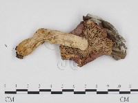 登錄號:F0024334藏品圖，第1張