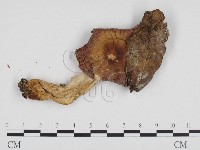 登錄號:F0024334藏品圖，第3張