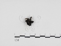 登錄號:F0024335藏品圖，第1張