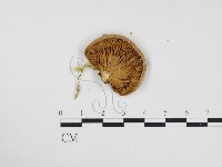 登錄號:F0024339藏品圖，第3張