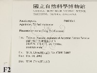 糙皮側耳藏品圖，第2張