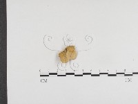 登錄號:F0024344藏品圖，第1張