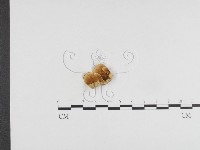 登錄號:F0024344藏品圖，第3張