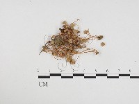 登錄號:F0024345藏品圖，第1張