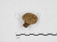 登錄號:F0024348藏品圖，第1張