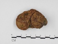 登錄號:F0024349藏品圖，第1張