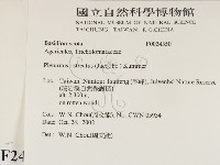 糙皮側耳藏品圖，第2張