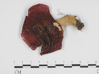 登錄號:F0024352藏品圖，第1張