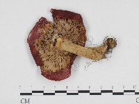 登錄號:F0024352藏品圖，第3張
