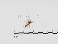 登錄號:F0024353藏品圖，第1張