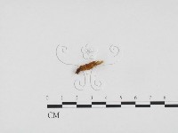 登錄號:F0024353藏品圖，第3張