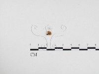 登錄號:F0024354藏品圖，第1張