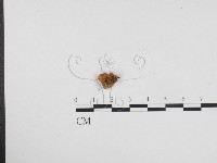 登錄號:F0024355藏品圖，第1張
