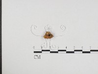 登錄號:F0024355藏品圖，第3張