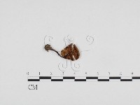 登錄號:F0024356藏品圖，第1張