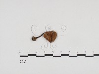 登錄號:F0024356藏品圖，第3張