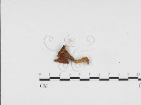 登錄號:F0024359藏品圖，第1張