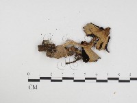 登錄號:F0024361藏品圖，第1張