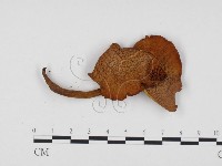 登錄號:F0024362藏品圖，第1張
