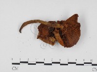 登錄號:F0024362藏品圖，第3張